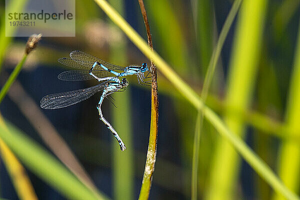 Nahaufnahme eines Paarungspaares Borealer Blaubarsch-Damselflies (Enallagma boreale) an der University of Alaska Fairbanks in Fairbanks; Fairbanks  Alaska  Vereinigte Staaten von Amerika