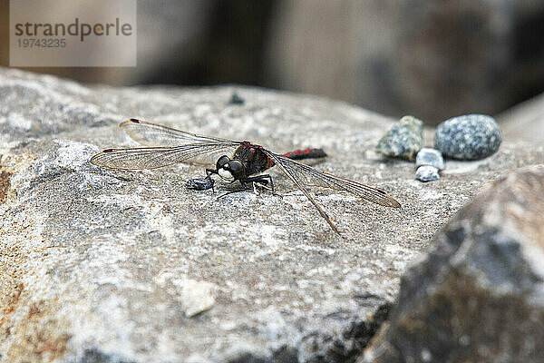 Nahaufnahme einer Boreal Whiteface Dragonfly (Leucorrhinia Borealis)  die auf einem Felsen an der University of Alaska Fairbanks in Fairbanks thront; Fairbanks  Alaska  Vereinigte Staaten von Amerika