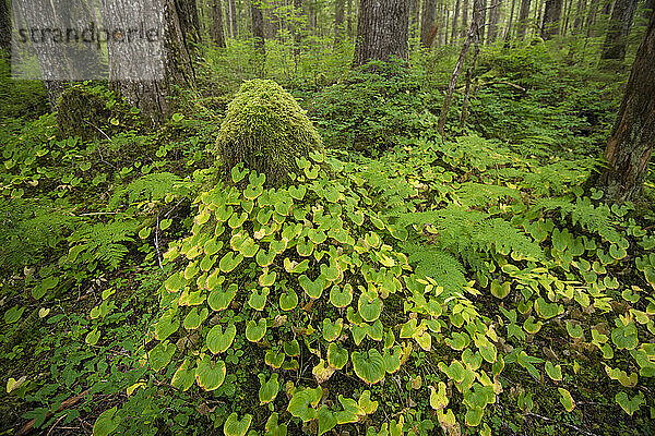 Vegetation im üppigen Regenwald entlang der Inside Passage auf Chichagof Island  Alaska  USA; Chichagof Island  Alaska  Vereinigte Staaten von Amerika