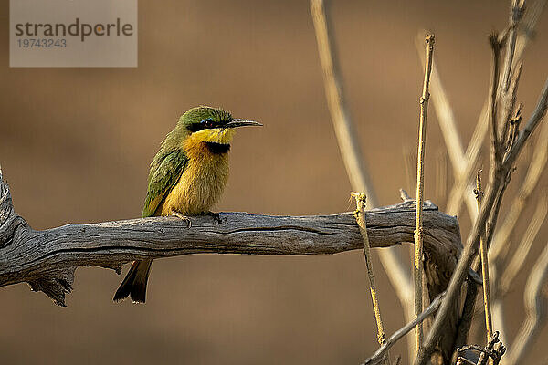 Nahaufnahme eines kleinen Bienenfressers (Merops pusillus)  der auf einem toten Ast mit Fanglicht im Chobe-Nationalpark sitzt; Chobe  Botswana