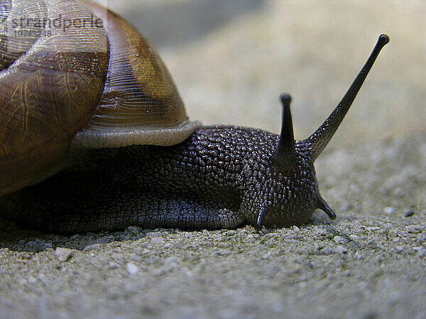 Schnecke kriecht mit ihrem Schneckenhaus auf Beton