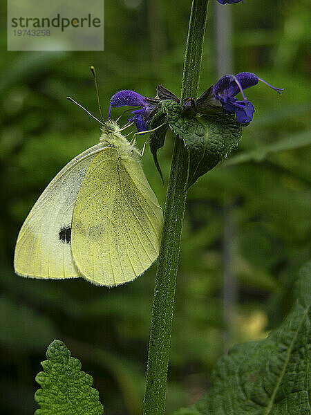 Kohlschmetterling (Pieris rapae) ruht auf einer Wildblume