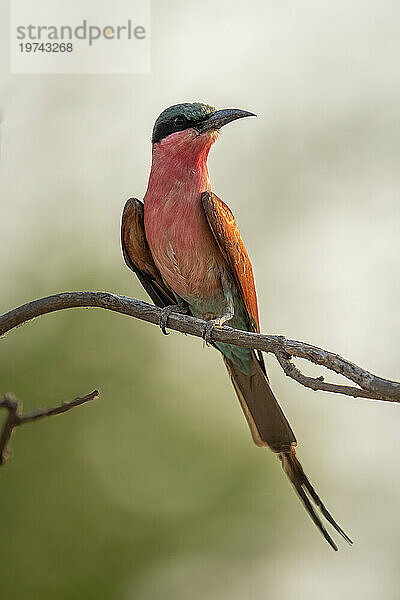 Nahaufnahme eines südlichen Karminbienenfressers (Merops nubicoides)  der auf einem Zweig sitzt und den Kopf dreht  Chobe-Nationalpark; Chobe  Botswana