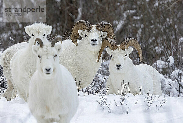 Männliche und weibliche Dickhornschafe (Ovis canadensis) stehen im Schnee; Alaska  Vereinigte Staaten von Amerika