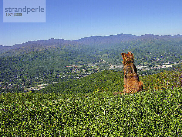 Collie Golden Retriever mixed breed dog sits on a grassy hillside looking out over an expansive view of a valley and mountains