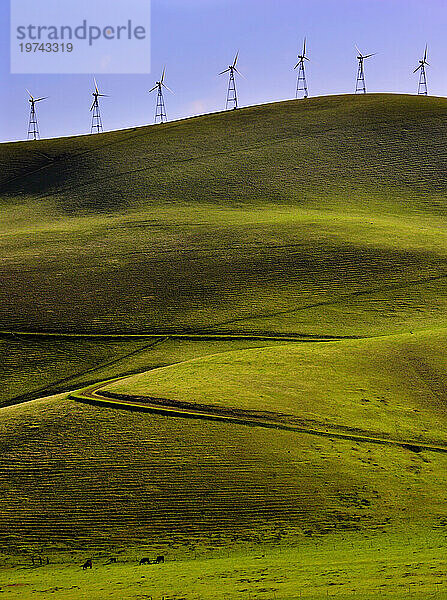 Cows in the valley are dwarfed by wind turbines that line a ridge top. Wind turbines line a mountain ridge above a fertile farming valley