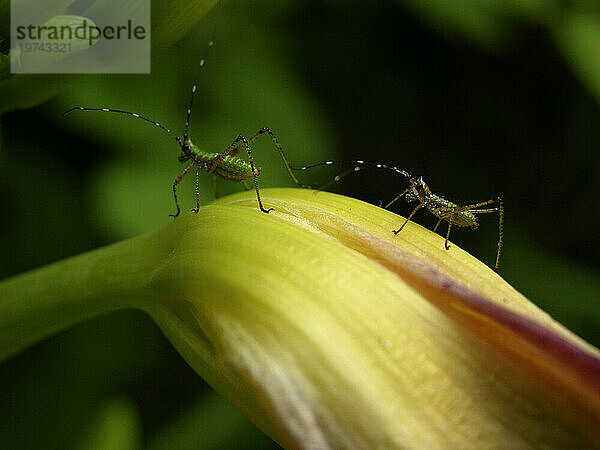 Nahaufnahme zweier hüpfender Insekten auf einer blühenden Pflanze