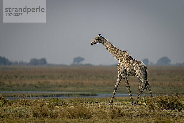 Eine südliche Giraffe (Giraffa giraffa) spaziert im Profil an einem Flussufer entlang der Savanne im Chobe-Nationalpark; Chobe  Botswana