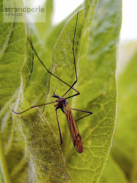 Riesige Ostkranichfliege (Pedicia albivitta) ruht auf einem Blatt