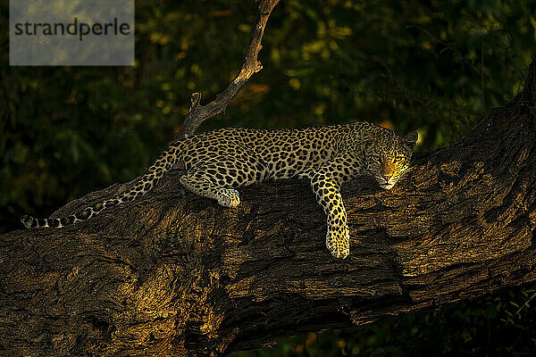 Porträt eines Leoparden (Panthera pardus)  der auf einem dicken Ast liegt  sein Vorderbein nach unten baumeln lässt und die Kamera im Chobe-Nationalpark beobachtet; Chobe  Botswana