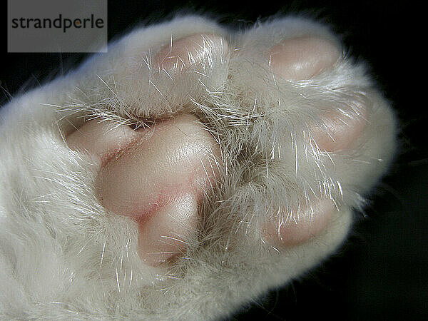 Rosa Pfotenballen einer Katze mit weißem Fell