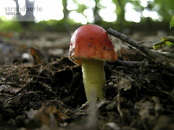 Pilz mit roter Spitze