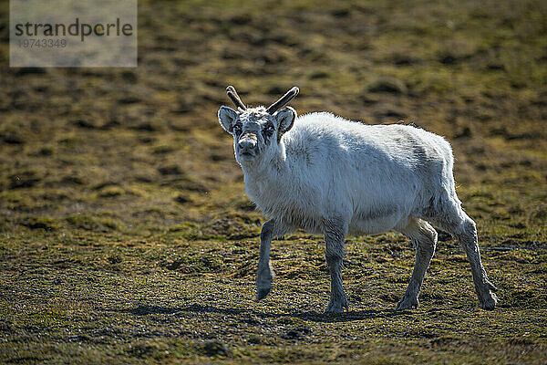 Rentier (Rangifer tarandus) in der Tundra in Norwegen; Edgeoya  Spitzbergen  Norwegen