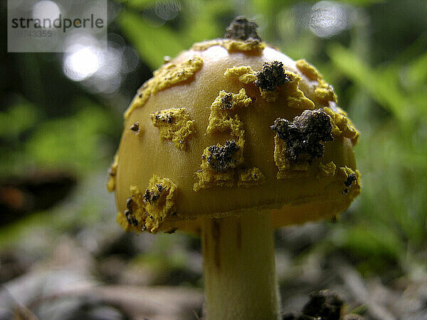 Nahaufnahme eines gelben Pilzes mit strukturiertem Hut  der mit Erdstücken bedeckt ist