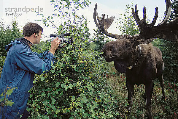 Kameramann filmt einen erwachsenen handaufgezogenen Elch (Alces ales) im Kenai National Wildlife Refuge  Alaska  USA; Alaska  Vereinigte Staaten von Amerika