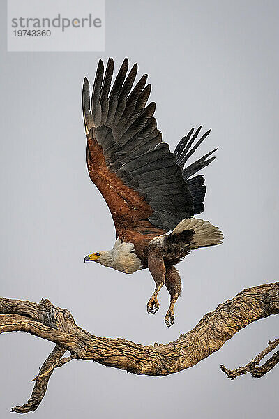 Ein afrikanischer Fischadler (Haliaeetus vocifer) mit baumelnden Beinen fliegt über verdrehten Ast im Chobe-Nationalpark; Chobe  Botswana