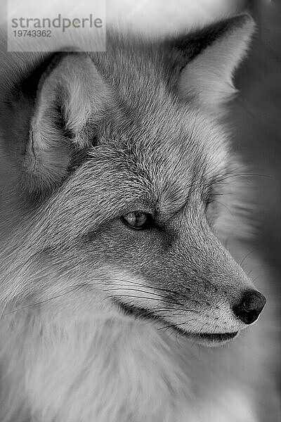 Wunderschönes Nahaufnahmeporträt in Schwarz-Weiß eines Grauwolfs (Canis lupus)