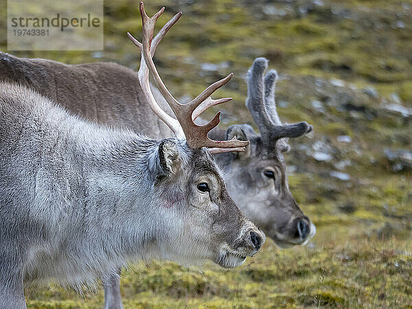 Männliches und weibliches Spitzbergen-Rentier (Rangifer tarandus platyrhynchus); Spitzbergen  Svalbard  Norwegen