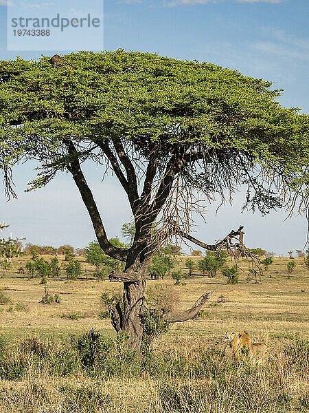 Löwe (Panthera leo) schaut in einen Baum auf der Jagd nach einem Leoparden (Panthera pardus) im Serengeti-Nationalpark; Tansania