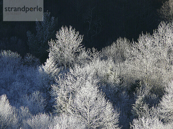 Frostige Bäume im Sonnenlicht und Schatten