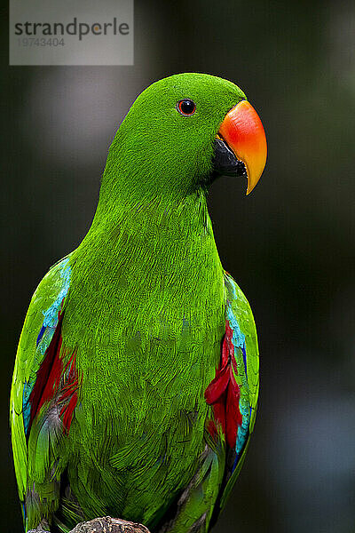 Porträt eines männlichen Eclectus-Papageis (Eclectus roratus); Australien