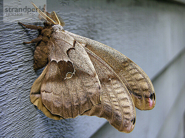 Polyphemus-Motte (Antheraea polyphemus) ruht auf dem Abstellgleis eines Gebäudes