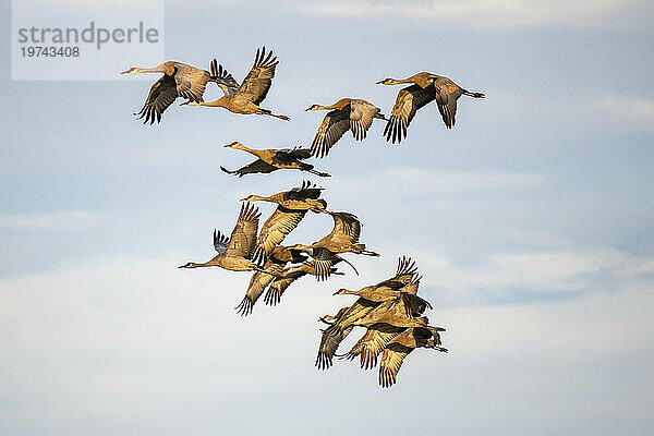 Gruppe von Kanadakranichen (Antigone canadensis) vor blauem Himmel  die über Creamer's Field Migratory Waterfowl Refuge in Fairbanks fliegen; Fairbanks  Alaska  Vereinigte Staaten von Amerika; Fairbanks  Alaska  Vereinigte Staaten von Amerika