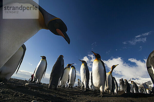 Königspinguine (Aptenodytes patagonicus) im Gold Harbor auf South Georgia Island; Insel Südgeorgien