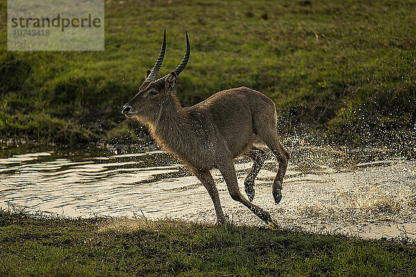 Ein männlicher Wasserbock (Kobus ellipsiprymnus) galoppiert durch einen flachen Fluss auf ein grasbewachsenes Ufer und wirft dabei Gischt aus  Chobe-Nationalpark; Chobe  Botswana