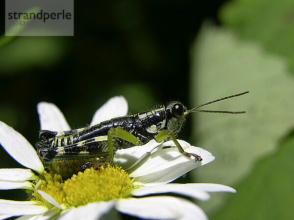 Heuschrecke auf einem Gänseblümchen