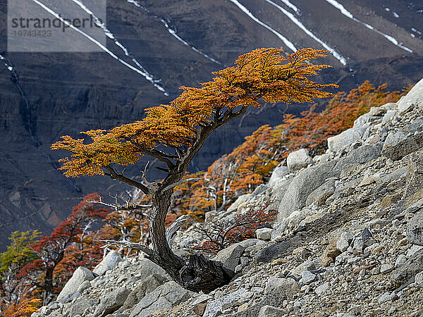 Blick entlang des Wanderwegs zum Mirador de Las Torres mit der Herbstfärbung einer schiefen Südbuche an einem felsigen Hang im Nationalpark Torres del Paine; Patagonien  Chile