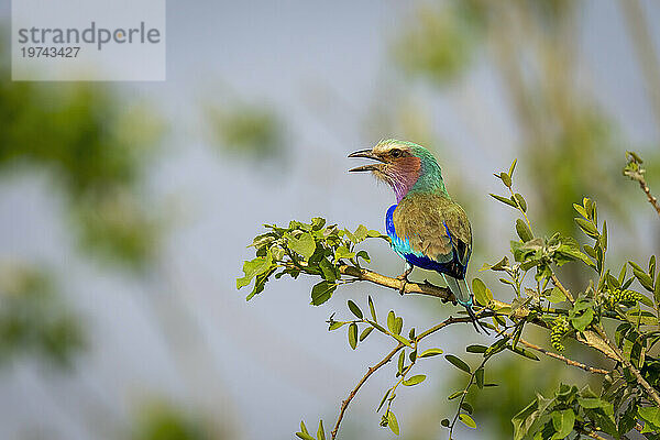 Porträt einer Fliederbrustwalze (Coracias caudatus)  die auf einem Ast sitzt und auf einem Busch im Chobe-Nationalpark kreischt; Chobe  Botswana