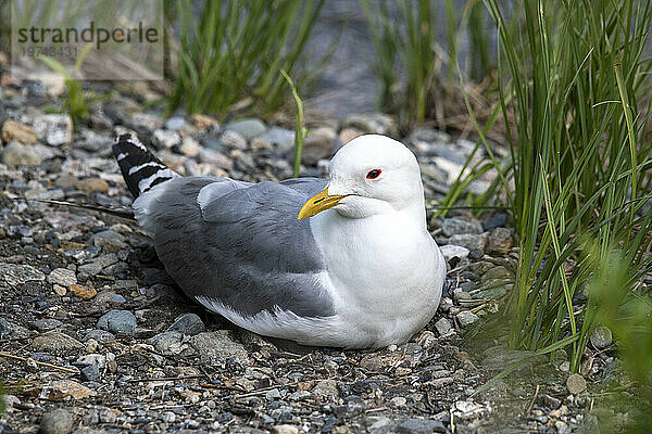 Kurzschnabelmöwe (Larus brachyrhynchus)  früher Sturmmöwe  entlang des Savage River Loop Trail im Denali-Nationalpark  Alaska  USA; Alaska  Vereinigte Staaten von Amerika