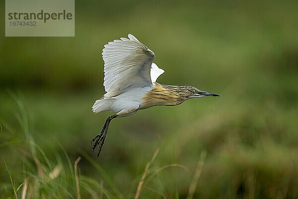 Nahaufnahme eines Rallenreihers (Ardeola ralloides)  der über Gras im Wald im Chobe-Nationalpark fliegt; Chobe  Botswana