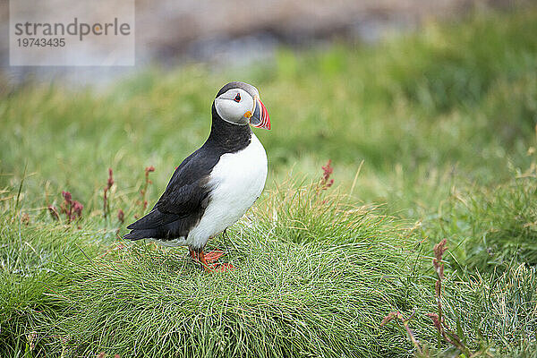 Nahaufnahme eines Papageientauchers (Fratercula arctica)  der auf Gras auf der Insel Vigur in der Bucht von Isafjördur steht; Island