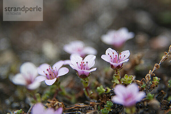 Nahaufnahme der blühenden Moosnelke (Silene acaulis); Spitzbergen  Svalbard  Norwegen