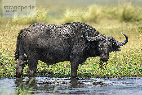 Porträt eines schlammigen Kapbüffels (Syncerus caffer)  der im seichten Wasser im Wasser steht  Flussgras frisst und im Chobe-Nationalpark in die Kamera blickt; Chobe  Botswana