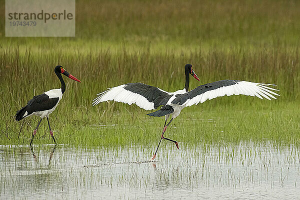 Paar Sattelstörche (Ephippiorhynchus senegalensis) während der Regenzeit; Okavangodelta  Botswana