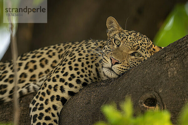 Porträt einer Leopardin (Panthera pardus)  die im Schatten liegt  den Kopf auf einen Ast ruht und im Chobe-Nationalpark in die Kamera starrt; Chobe  Botswana