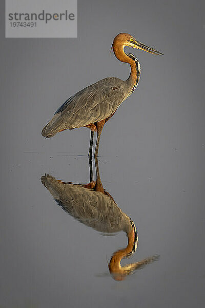 Nahaufnahme eines Goliath-Reihers (Ardea goliath)  der sich im seichten Wasser des Chobe-Nationalparks spiegelt; Chobe  Botswana