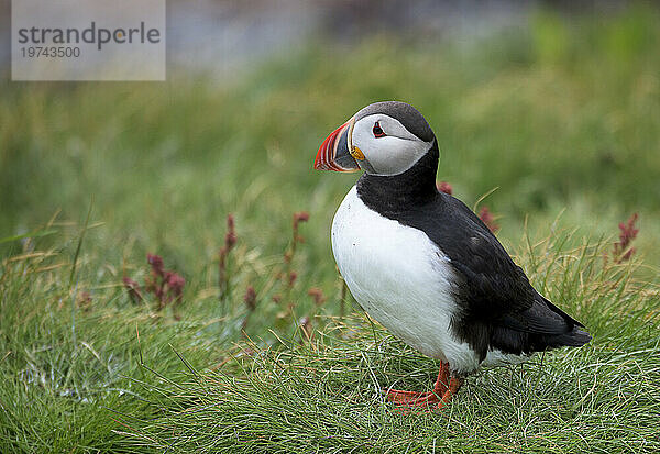 Nahaufnahme eines Papageientauchers (Fratercula arctica)  der auf Gras auf der Insel Vigur in der Bucht von Isafjördur steht; Island