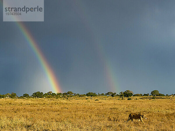Weiblicher Löwe (Panthera leo) und ein doppelter Regenbogen im nördlichen Teil des Serengeti-Nationalparks; Kogatende  Tansania