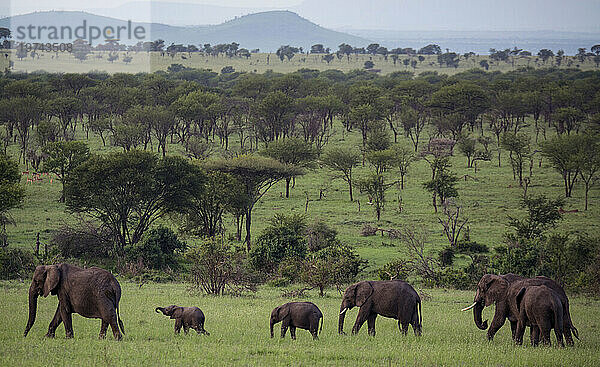 Elefanten (Loxodonta africana) in einer von Bergen umgebenen Ebene im Serengeti-Nationalpark; Tansania