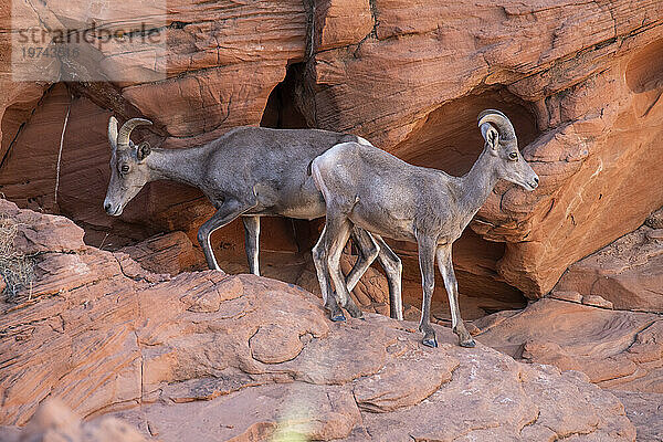 Wüstendickhorn (Ovis canadensis nelsoni) Mutterschaf und junger Widder in den roten Felsklippen des Valley of Fire State Park  Nevada  USA: Nevada  Vereinigte Staaten von Amerika