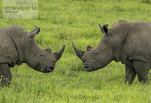 Zwei Breitmaulnashörner (Ceratotherium simum) während der Regenzeit; Okavangodelta  Botswana