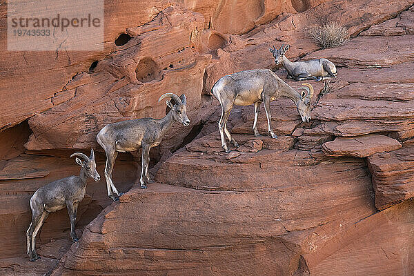 Wüstendickhornschafe (Ovis canadensis nelsoni) in den roten Felsklippen des Valley of Fire State Park  Nevada  USA: Nevada  Vereinigte Staaten von Amerika