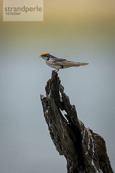 Nahaufnahme einer Drahtschwanzschwalbe (Hirundo smithii)  die auf einem Baumstumpf in einem Fluss im Chobe-Nationalpark sitzt; Chobe  Botswana