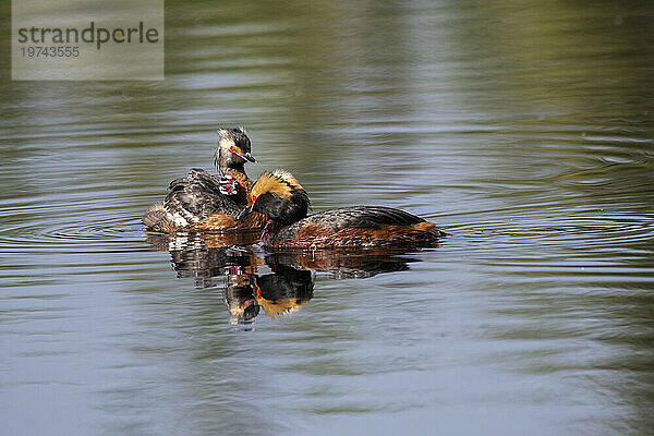 Gehörnter Haubentaucher (Podiceps auritus) mit auf dem Rücken reitenden Küken wird von seinem Partner beim Schwimmen in einem Teich auf dem Campus der University of Alaska Fairbanks begleitet; Fairbanks  Alaska  Vereinigte Staaten von Amerika