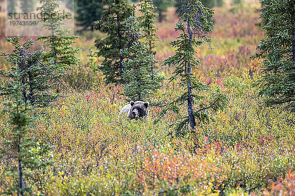 Grizzlybär (Ursus arctos horribilis)  umgeben von Herbstlaub im Denali-Nationalpark; Denali National Park & ??Preserve  Inneres Alaska  Alaska  Vereinigte Staaten von Amerika