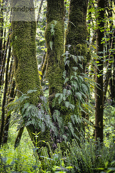 Farne und Moos wachsen aus dem Stamm eines großblättrigen Ahornbaums im feuchten Westen Washingtons  USA; Washington  Vereinigte Staaten von Amerika
